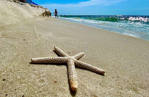 A star fish lying on the ground in sand