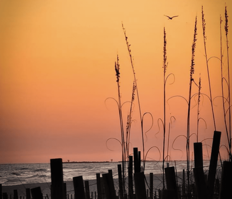 Evening view of a beach with fences and grasses