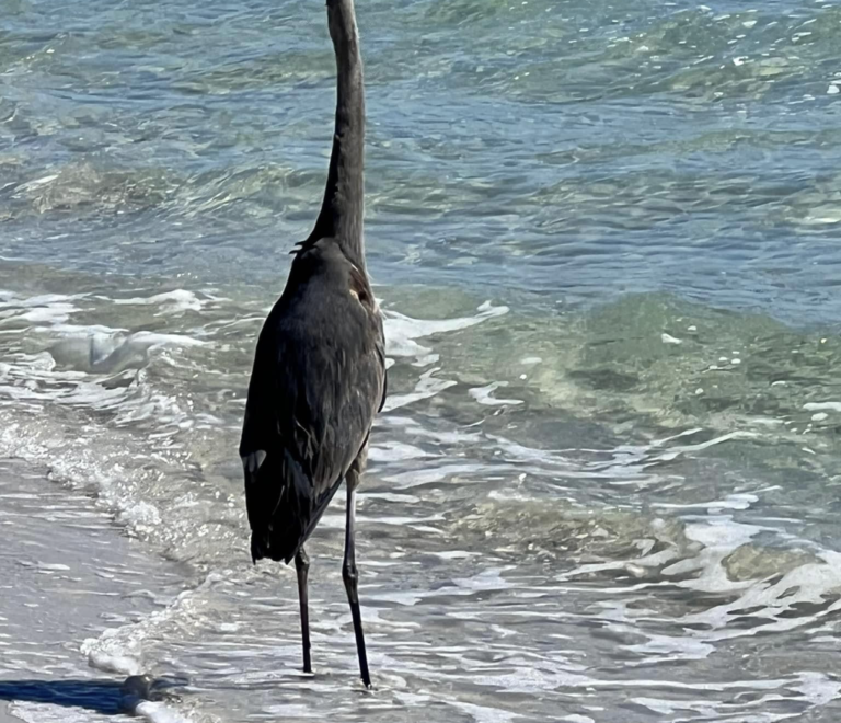 A long head bird standing on the beach near water