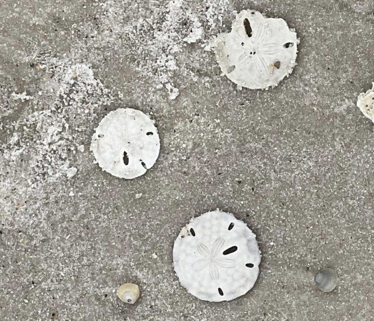 Close up image of three white seashells
