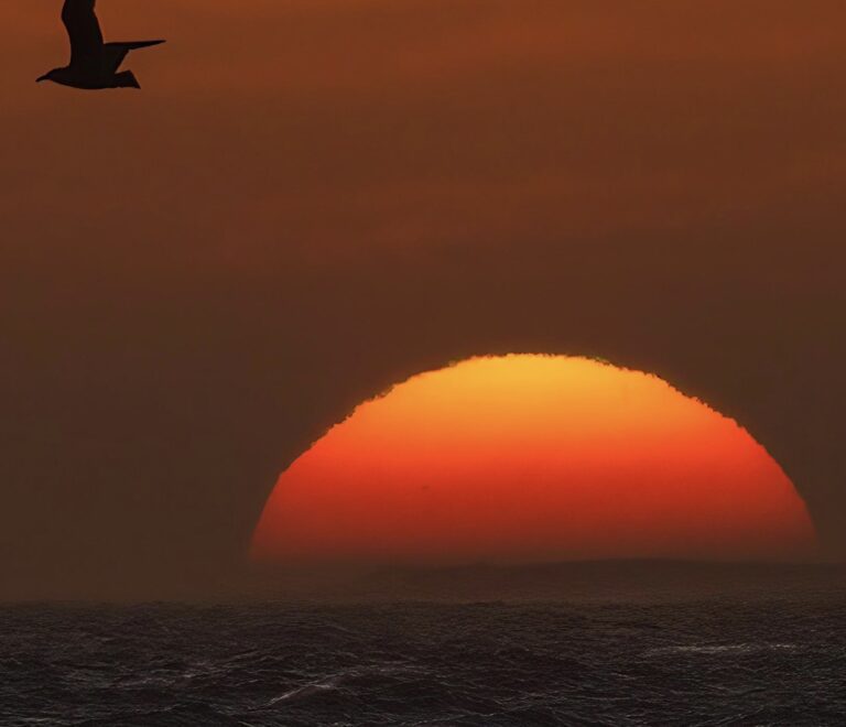 Close up shot of a sun along with a bird in air