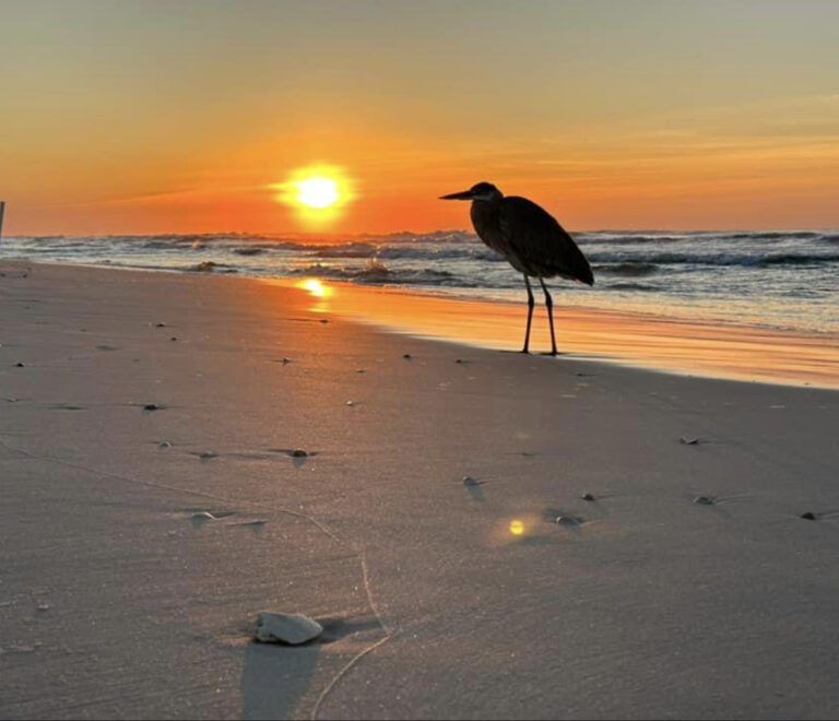 A bird with long legs standing on the beach near water